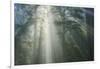 Light and The Misty Woods, California Redwoods-Vincent James-Framed Photographic Print