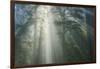 Light and The Misty Woods, California Redwoods-Vincent James-Framed Photographic Print