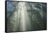 Light and The Misty Woods, California Redwoods-Vincent James-Framed Stretched Canvas