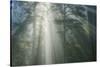 Light and The Misty Woods, California Redwoods-Vincent James-Stretched Canvas