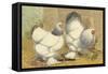 Light Brahmas-Lewis Wright-Framed Stretched Canvas