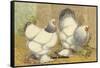 Light Brahmas-Lewis Wright-Framed Stretched Canvas