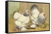 Light Brahmas-Lewis Wright-Framed Stretched Canvas