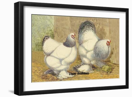 Light Brahmas-Lewis Wright-Framed Art Print