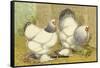 Light Brahmas-Lewis Wright-Framed Stretched Canvas