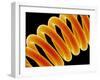 Light Bulb Filament-Susumu Nishinaga-Framed Photographic Print