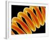 Light Bulb Filament-Susumu Nishinaga-Framed Photographic Print