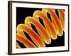 Light Bulb Filament-Susumu Nishinaga-Framed Photographic Print