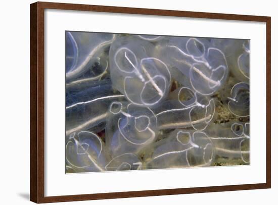 Light Bulb Sea Squirt-null-Framed Photographic Print
