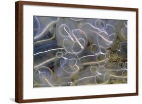 Light Bulb Sea Squirt-null-Framed Photographic Print