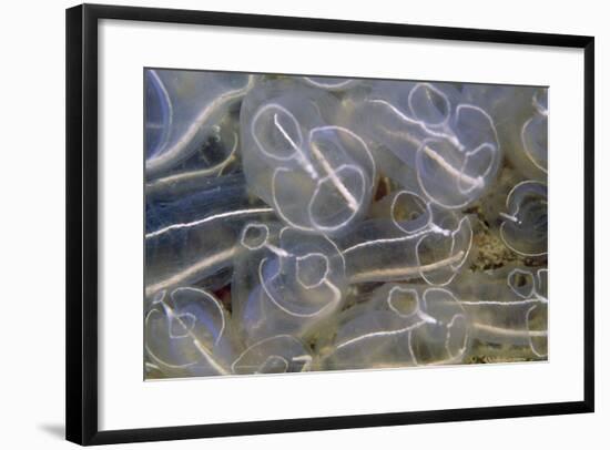 Light Bulb Sea Squirt-null-Framed Photographic Print