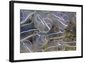 Light Bulb Sea Squirt-null-Framed Photographic Print