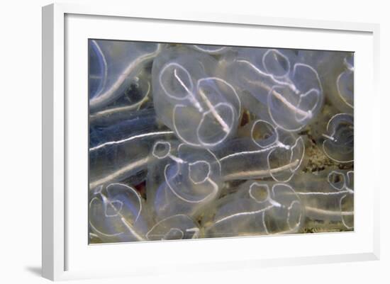 Light Bulb Sea Squirt-null-Framed Photographic Print