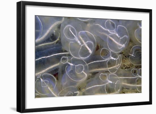 Light Bulb Sea Squirt-null-Framed Photographic Print