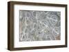 Light-bulb sea squirts, Swanage, Dorset, UK-Alex Mustard-Framed Photographic Print