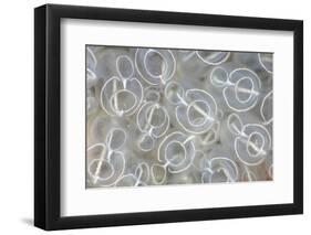 Light-bulb sea squirts, Swanage, Dorset, UK-Alex Mustard-Framed Photographic Print