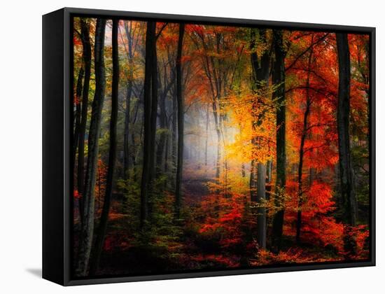 Light Colors-Philippe Sainte-Laudy-Framed Stretched Canvas