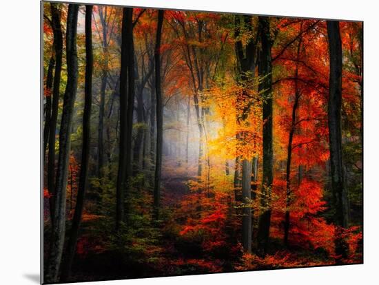 Light Colors-Philippe Sainte-Laudy-Mounted Photographic Print