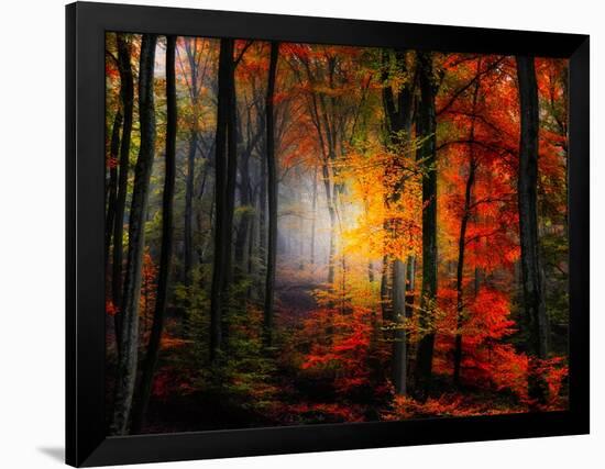 Light Colors-Philippe Sainte-Laudy-Framed Photographic Print