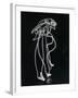 Light Drawing of Figure by Pablo Picasso Using Flashlight-Gjon Mili-Framed Photographic Print