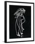 Light Drawing of Figure by Pablo Picasso Using Flashlight-Gjon Mili-Framed Photographic Print