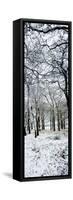 Light Dusting of Dnow in English Woodland, West Sussex, England, United Kingdom, Europe-Giles Bracher-Framed Stretched Canvas
