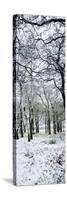 Light Dusting of Dnow in English Woodland, West Sussex, England, United Kingdom, Europe-Giles Bracher-Stretched Canvas