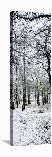 Light Dusting of Dnow in English Woodland, West Sussex, England, United Kingdom, Europe-Giles Bracher-Stretched Canvas