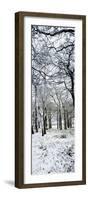 Light Dusting of Dnow in English Woodland, West Sussex, England, United Kingdom, Europe-Giles Bracher-Framed Photographic Print