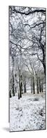 Light Dusting of Dnow in English Woodland, West Sussex, England, United Kingdom, Europe-Giles Bracher-Mounted Photographic Print