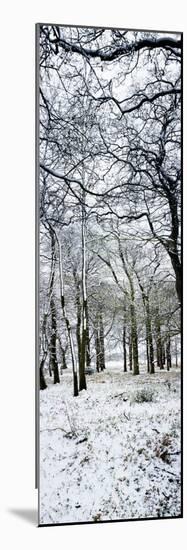 Light Dusting of Dnow in English Woodland, West Sussex, England, United Kingdom, Europe-Giles Bracher-Mounted Photographic Print