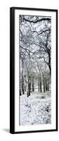 Light Dusting of Dnow in English Woodland, West Sussex, England, United Kingdom, Europe-Giles Bracher-Framed Photographic Print