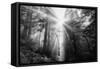 Light Explosion and Coast Redwood Trees, California-Vincent James-Framed Stretched Canvas