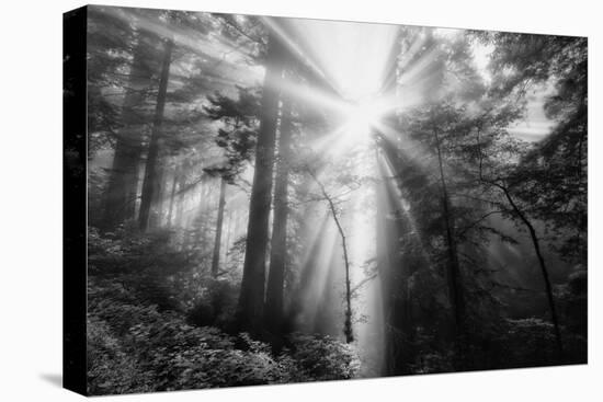 Light Explosion and Coast Redwood Trees, California-Vincent James-Stretched Canvas