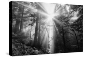 Light Explosion and Coast Redwood Trees, California-Vincent James-Stretched Canvas