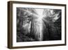 Light Explosion and Coast Redwood Trees, California-Vincent James-Framed Photographic Print