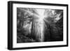 Light Explosion and Coast Redwood Trees, California-Vincent James-Framed Photographic Print