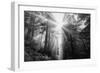 Light Explosion and Coast Redwood Trees, California-Vincent James-Framed Photographic Print