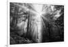 Light Explosion and Coast Redwood Trees, California-Vincent James-Framed Photographic Print