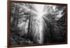 Light Explosion and Coast Redwood Trees, California-Vincent James-Framed Photographic Print