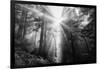 Light Explosion and Coast Redwood Trees, California-Vincent James-Framed Photographic Print