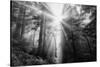 Light Explosion and Coast Redwood Trees, California-Vincent James-Stretched Canvas