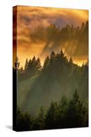 Light Fog and Tree Design, Mount Tamalpais, San Francisco, Callifornia-Vincent James-Stretched Canvas