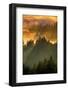 Light Fog and Tree Design, Mount Tamalpais, San Francisco, Callifornia-Vincent James-Framed Photographic Print