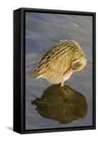 Light-Footed Clapper Rail Grooming-Hal Beral-Framed Stretched Canvas