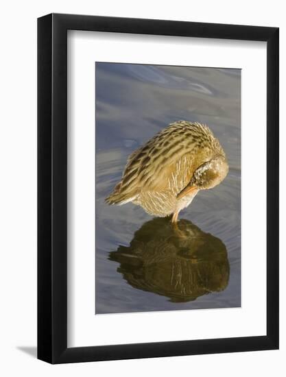 Light-Footed Clapper Rail Grooming-Hal Beral-Framed Photographic Print