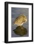Light-Footed Clapper Rail Grooming-Hal Beral-Framed Photographic Print