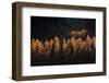Light for a Few-Michel Manzoni-Framed Photographic Print