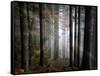 Light Forest-Philippe Sainte-Laudy-Framed Stretched Canvas