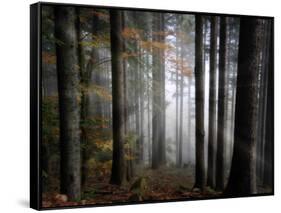 Light Forest-Philippe Sainte-Laudy-Framed Stretched Canvas